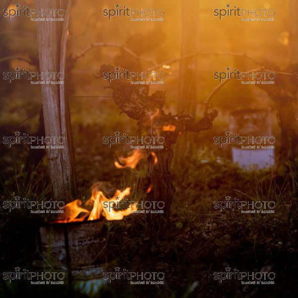 GIRONDE, POMEROL, OIL BURNING SMUDGE POTS IN VINEYARD DURING SUB-ZERO TEMPERATURES OF MARS 2021, BORDEAUX VINEYARD (JBN_2262.jpg)