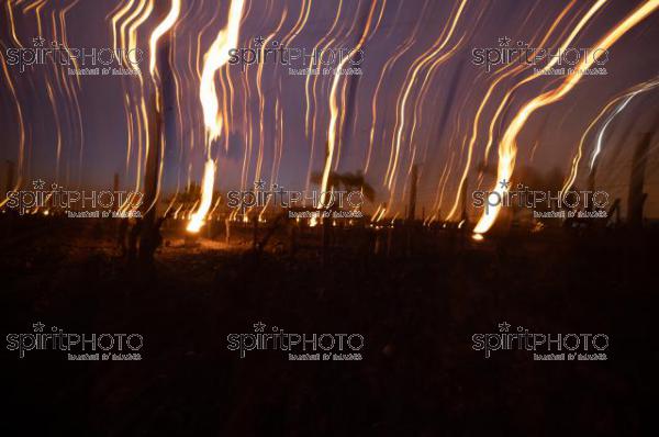 Candles burning in vineyard during sub-zero temperatures of 7 April 2021. Pomerol. Gironde, France. [Pomerol / Bordeaux] (JBN_2443.jpg)