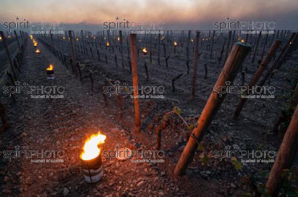 Candles burning in vineyard during sub-zero temperatures of 7 April 2021. Pomerol. Gironde, France. [Pomerol / Bordeaux] (JBN_2447.jpg)