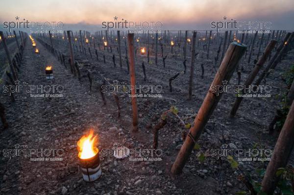 Candles burning in vineyard during sub-zero temperatures of 7 April 2021. Pomerol. Gironde, France. [Pomerol / Bordeaux] (JBN_2449.jpg)