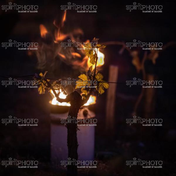 Candles burning in vineyard during sub-zero temperatures of 7 April 2021. Pomerol. Gironde, France. [Pomerol / Bordeaux] (JBN_3232.jpg)
