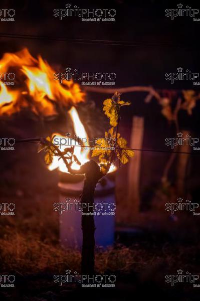 Candles burning in vineyard during sub-zero temperatures of 7 April 2021. Pomerol. Gironde, France. [Pomerol / Bordeaux] (JBN_3239.jpg)
