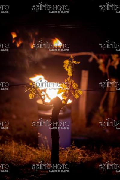 Candles burning in vineyard during sub-zero temperatures of 7 April 2021. Pomerol. Gironde, France. [Pomerol / Bordeaux] (JBN_3242.jpg)