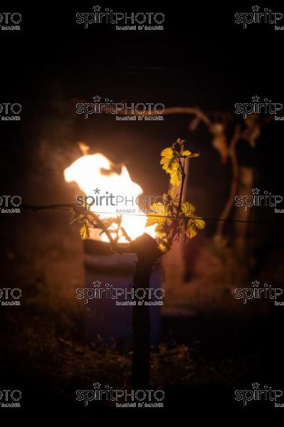 Candles burning in vineyard during sub-zero temperatures of 7 April 2021. Pomerol. Gironde, France. [Pomerol / Bordeaux] (JBN_3266.jpg)