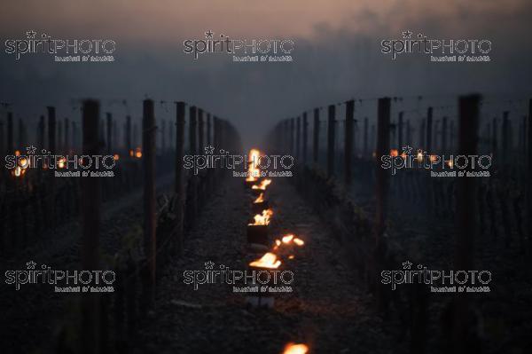 Candles burning in vineyard during sub-zero temperatures of 7 April 2021. Pomerol. Gironde, France. [Pomerol / Bordeaux] (JBN_3333.jpg)