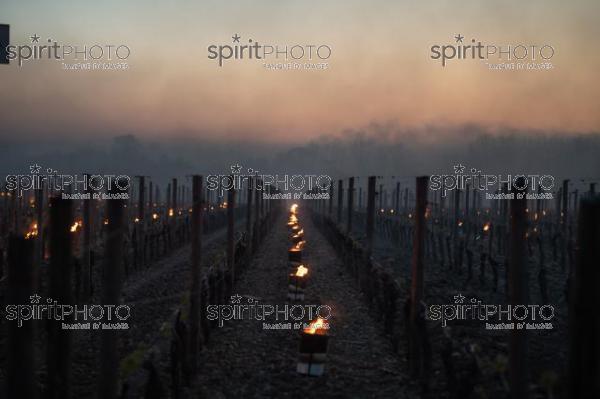 Candles burning in vineyard during sub-zero temperatures of 7 April 2021. Pomerol. Gironde, France. [Pomerol / Bordeaux] (JBN_3337.jpg)