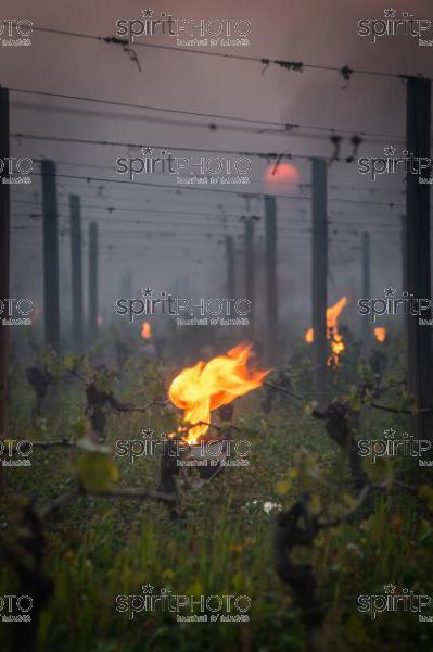 Candles burning in vineyard during sub-zero temperatures of 7 April 2021. Pomerol. Gironde, France. [Pomerol / Bordeaux] (JBN_3410.jpg)