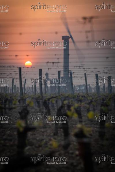 Anti-frost wind machine in vineyard during sub-zero temperatures of 7 April 2021. Pomerol. Gironde, France. [Pomerol / Bordeaux] (JBN_3433.jpg)