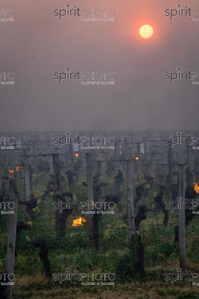 Candles burning in vineyard during sub-zero temperatures of 7 April 2021. Pomerol. Gironde, France. [Pomerol / Bordeaux] (JBN_3516.jpg)