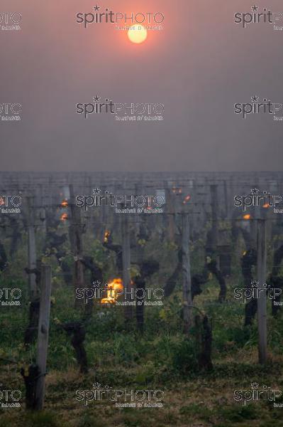 Candles burning in vineyard during sub-zero temperatures of 7 April 2021. Pomerol. Gironde, France. [Pomerol / Bordeaux] (JBN_3519.jpg)