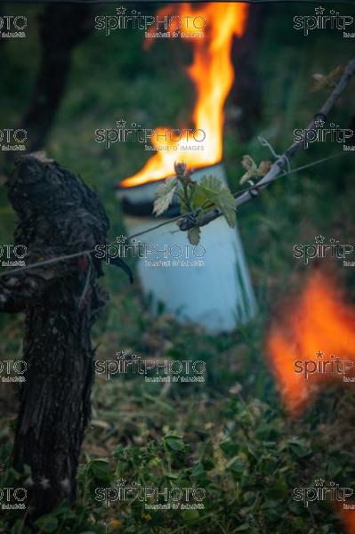 Candles burning in vineyard during sub-zero temperatures of 7 April 2021. Pomerol. Gironde, France. [Pomerol / Bordeaux] (JBN_3534.jpg)