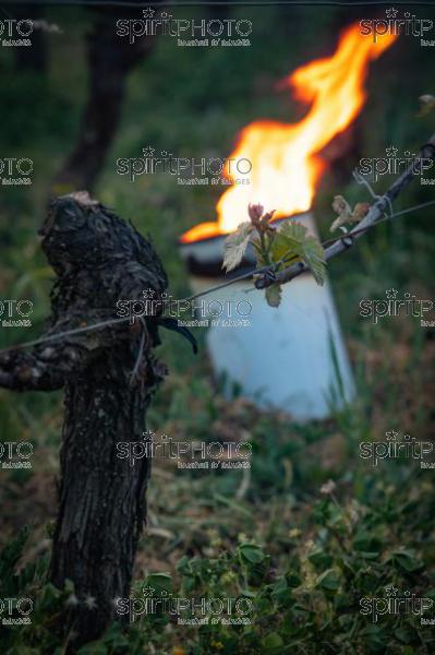 Candles burning in vineyard during sub-zero temperatures of 7 April 2021. Pomerol. Gironde, France. [Pomerol / Bordeaux] (JBN_3539.jpg)