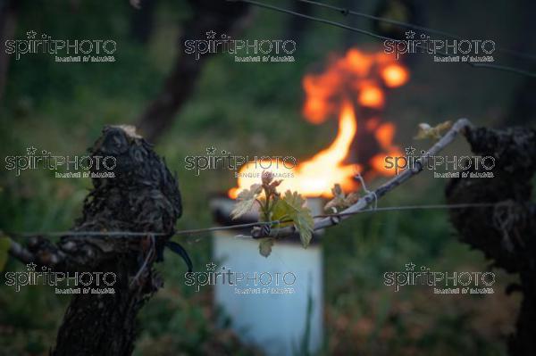 Candles burning in vineyard during sub-zero temperatures of 7 April 2021. Pomerol. Gironde, France. [Pomerol / Bordeaux] (JBN_3546.jpg)