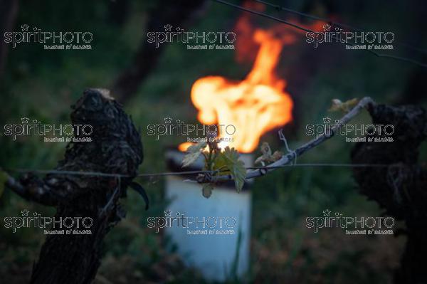 Candles burning in vineyard during sub-zero temperatures of 7 April 2021. Pomerol. Gironde, France. [Pomerol / Bordeaux] (JBN_3552.jpg)
