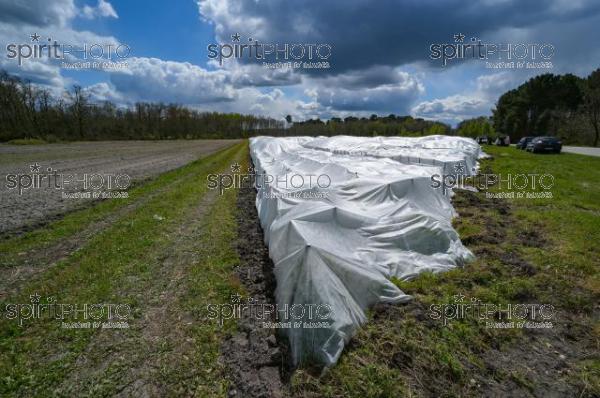 FRANCE, GIRONDE, LANDIRAS, PREPARATION DU VIGNOBLE AVANT LA PERIODE DE GEL DE DEBUT AVRIL 2022 SUR LE DOMAINE VITICOLE DU CELEBRE VIN LIBER PATER AVEC LA POSE D'UN GEOTEXTILE PAR DES EQUIPES D'OUVRIERS VITICOLES LE 1ER AVRIL 2022. (JBN_9892.jpg)