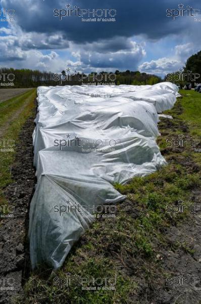 FRANCE, GIRONDE, LANDIRAS, PREPARATION DU VIGNOBLE AVANT LA PERIODE DE GEL DE DEBUT AVRIL 2022 SUR LE DOMAINE VITICOLE DU CELEBRE VIN LIBER PATER AVEC LA POSE D'UN GEOTEXTILE PAR DES EQUIPES D'OUVRIERS VITICOLES LE 1ER AVRIL 2022. (JBN_9894.jpg)