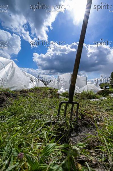 FRANCE, GIRONDE, LANDIRAS, PREPARATION DU VIGNOBLE AVANT LA PERIODE DE GEL DE DEBUT AVRIL 2022 SUR LE DOMAINE VITICOLE DU CELEBRE VIN LIBER PATER AVEC LA POSE D'UN GEOTEXTILE PAR DES EQUIPES D'OUVRIERS VITICOLES LE 1ER AVRIL 2022. (JBN_9895.jpg)