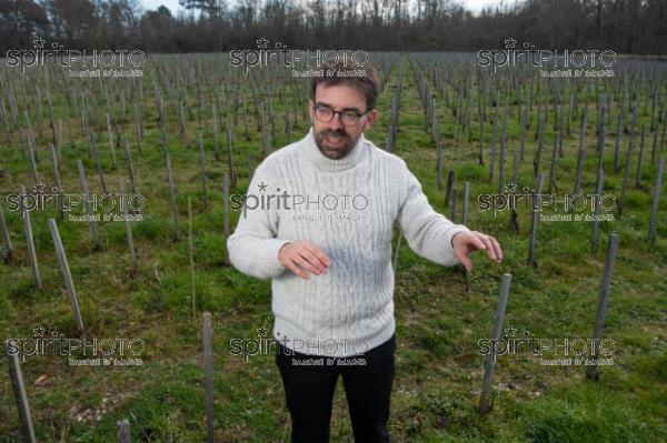 GIRONDE (33), LANDIRAS, VIGNOBLE LIBER PATER, LOIC PASQUET, VIGNOBLE BORDELAIS, LE VIN LE PLUS CHER AU MONDE CREE A PARTIR DE VIGNES PREPHYLLOXERIQUES, AOC GRAVES., ASSEMBLAGE 100% FRANC-DE-PIED (JBN_9899.jpg)