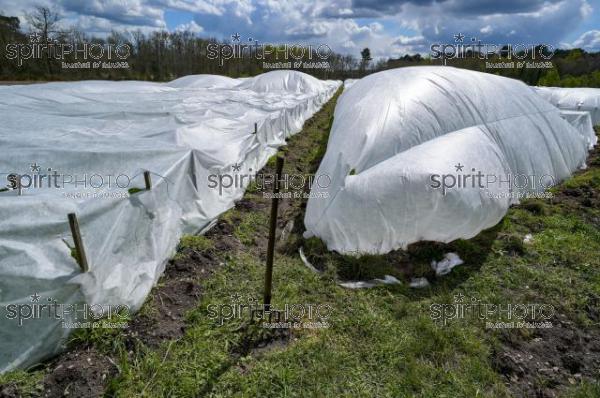 FRANCE, GIRONDE, LANDIRAS, PREPARATION DU VIGNOBLE AVANT LA PERIODE DE GEL DE DEBUT AVRIL 2022 SUR LE DOMAINE VITICOLE DU CELEBRE VIN LIBER PATER AVEC LA POSE D'UN GEOTEXTILE PAR DES EQUIPES D'OUVRIERS VITICOLES LE 1ER AVRIL 2022. (JBN_9901.jpg)