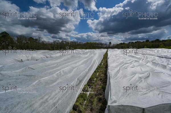 FRANCE, GIRONDE, LANDIRAS, PREPARATION DU VIGNOBLE AVANT LA PERIODE DE GEL DE DEBUT AVRIL 2022 SUR LE DOMAINE VITICOLE DU CELEBRE VIN LIBER PATER AVEC LA POSE D'UN GEOTEXTILE PAR DES EQUIPES D'OUVRIERS VITICOLES LE 1ER AVRIL 2022. (JBN_9904.jpg)