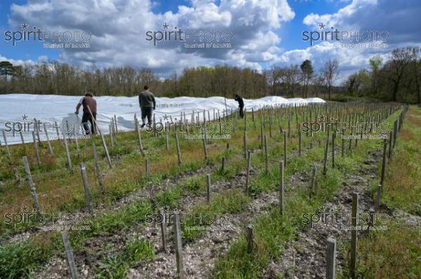 FRANCE, GIRONDE, LANDIRAS, PREPARATION DU VIGNOBLE AVANT LA PERIODE DE GEL DE DEBUT AVRIL 2022 SUR LE DOMAINE VITICOLE DU CELEBRE VIN LIBER PATER AVEC LA POSE D'UN GEOTEXTILE PAR DES EQUIPES D'OUVRIERS VITICOLES LE 1ER AVRIL 2022. (JBN_9905.jpg)