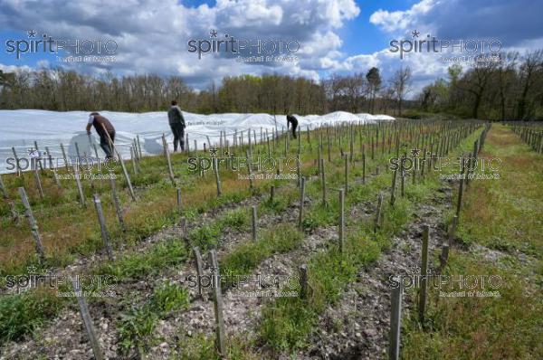 FRANCE, GIRONDE, LANDIRAS, PREPARATION DU VIGNOBLE AVANT LA PERIODE DE GEL DE DEBUT AVRIL 2022 SUR LE DOMAINE VITICOLE DU CELEBRE VIN LIBER PATER AVEC LA POSE D'UN GEOTEXTILE PAR DES EQUIPES D'OUVRIERS VITICOLES LE 1ER AVRIL 2022. (JBN_9906.jpg)