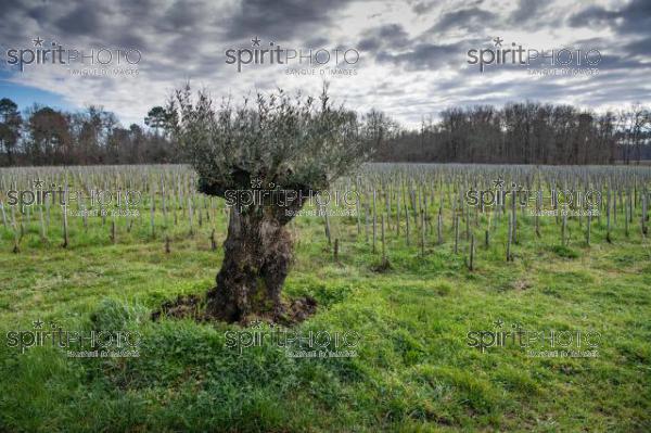 GIRONDE (33), LANDIRAS, VIGNOBLE LIBER PATER, LOIC PASQUET, VIGNOBLE BORDELAIS, LE VIN LE PLUS CHER AU MONDE CREE A PARTIR DE VIGNES PREPHYLLOXERIQUES, AOC GRAVES., ASSEMBLAGE 100% FRANC-DE-PIED (JBN_9912.jpg)