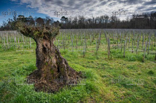 GIRONDE (33), LANDIRAS, VIGNOBLE LIBER PATER, LOIC PASQUET, VIGNOBLE BORDELAIS, LE VIN LE PLUS CHER AU MONDE CREE A PARTIR DE VIGNES PREPHYLLOXERIQUES, AOC GRAVES., ASSEMBLAGE 100% FRANC-DE-PIED (JBN_9916.jpg)