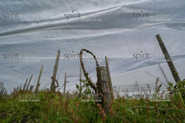 FRANCE, GIRONDE, LANDIRAS, PREPARATION DU VIGNOBLE AVANT LA PERIODE DE GEL DE DEBUT AVRIL 2022 SUR LE DOMAINE VITICOLE DU CELEBRE VIN LIBER PATER AVEC LA POSE D'UN GEOTEXTILE PAR DES EQUIPES D'OUVRIERS VITICOLES LE 1ER AVRIL 2022. (JBN_9930.jpg)