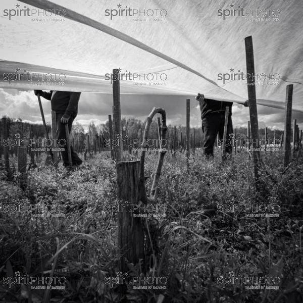 FRANCE, GIRONDE, LANDIRAS, PREPARATION DU VIGNOBLE AVANT LA PERIODE DE GEL DE DEBUT AVRIL 2022 SUR LE DOMAINE VITICOLE DU CELEBRE VIN LIBER PATER AVEC LA POSE D'UN GEOTEXTILE PAR DES EQUIPES D'OUVRIERS VITICOLES LE 1ER AVRIL 2022. (JBN_9946-2.jpg)