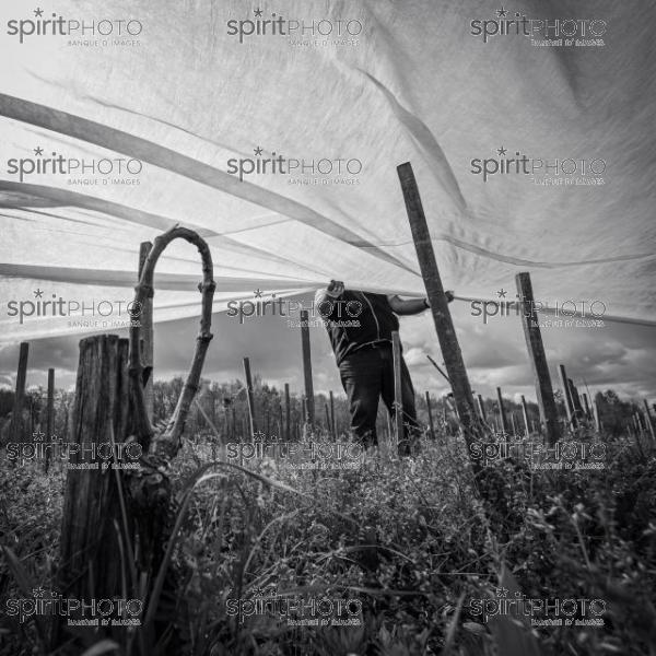 FRANCE, GIRONDE, LANDIRAS, PREPARATION DU VIGNOBLE AVANT LA PERIODE DE GEL DE DEBUT AVRIL 2022 SUR LE DOMAINE VITICOLE DU CELEBRE VIN LIBER PATER AVEC LA POSE D'UN GEOTEXTILE PAR DES EQUIPES D'OUVRIERS VITICOLES LE 1ER AVRIL 2022. (JBN_9953-2.jpg)