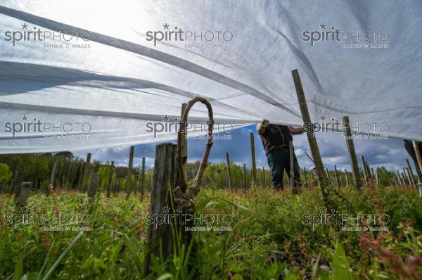 FRANCE, GIRONDE, LANDIRAS, PREPARATION DU VIGNOBLE AVANT LA PERIODE DE GEL DE DEBUT AVRIL 2022 SUR LE DOMAINE VITICOLE DU CELEBRE VIN LIBER PATER AVEC LA POSE D'UN GEOTEXTILE PAR DES EQUIPES D'OUVRIERS VITICOLES LE 1ER AVRIL 2022. (JBN_9953.jpg)