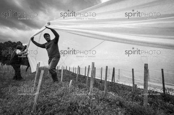 FRANCE, GIRONDE, LANDIRAS, PREPARATION DU VIGNOBLE AVANT LA PERIODE DE GEL DE DEBUT AVRIL 2022 SUR LE DOMAINE VITICOLE DU CELEBRE VIN LIBER PATER AVEC LA POSE D'UN GEOTEXTILE PAR DES EQUIPES D'OUVRIERS VITICOLES LE 1ER AVRIL 2022. (JBN_9974-2.jpg)