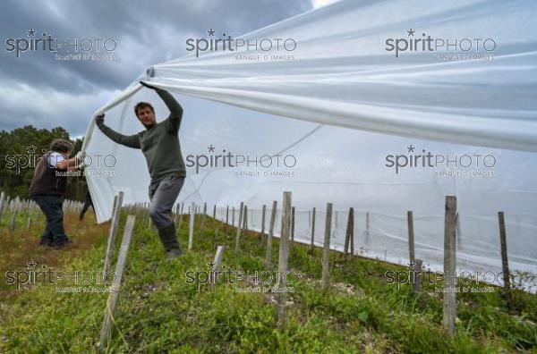 FRANCE, GIRONDE, LANDIRAS, PREPARATION DU VIGNOBLE AVANT LA PERIODE DE GEL DE DEBUT AVRIL 2022 SUR LE DOMAINE VITICOLE DU CELEBRE VIN LIBER PATER AVEC LA POSE D'UN GEOTEXTILE PAR DES EQUIPES D'OUVRIERS VITICOLES LE 1ER AVRIL 2022. (JBN_9974.jpg)