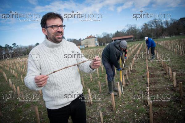 GIRONDE (33), LANDIRAS, VIGNOBLE LIBER PATER, LOIC PASQUET, VIGNOBLE BORDELAIS, LE VIN LE PLUS CHER AU MONDE CREE A PARTIR DE VIGNES PREPHYLLOXERIQUES, AOC GRAVES., ASSEMBLAGE 100% FRANC-DE-PIED (JBN_9981.jpg)