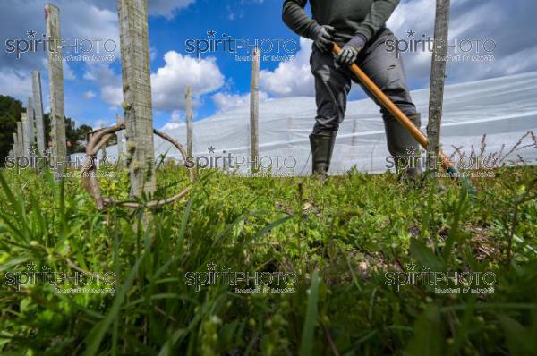 FRANCE, GIRONDE, LANDIRAS, PREPARATION DU VIGNOBLE AVANT LA PERIODE DE GEL DE DEBUT AVRIL 2022 SUR LE DOMAINE VITICOLE DU CELEBRE VIN LIBER PATER AVEC LA POSE D'UN GEOTEXTILE PAR DES EQUIPES D'OUVRIERS VITICOLES LE 1ER AVRIL 2022. (JBN_9990.jpg)