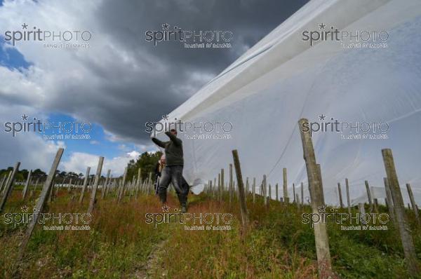 FRANCE, GIRONDE, LANDIRAS, PREPARATION DU VIGNOBLE AVANT LA PERIODE DE GEL DE DEBUT AVRIL 2022 SUR LE DOMAINE VITICOLE DU CELEBRE VIN LIBER PATER AVEC LA POSE D'UN GEOTEXTILE PAR DES EQUIPES D'OUVRIERS VITICOLES LE 1ER AVRIL 2022. (JBN_9996.jpg)