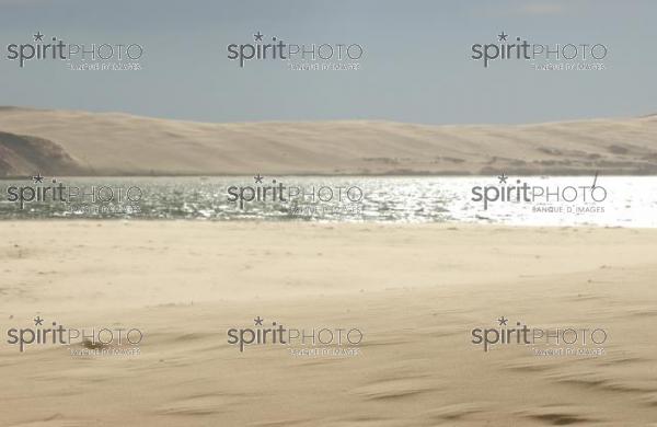 Bassin d'Arcachon - Dune du Pyla (LW_00009.jpg)