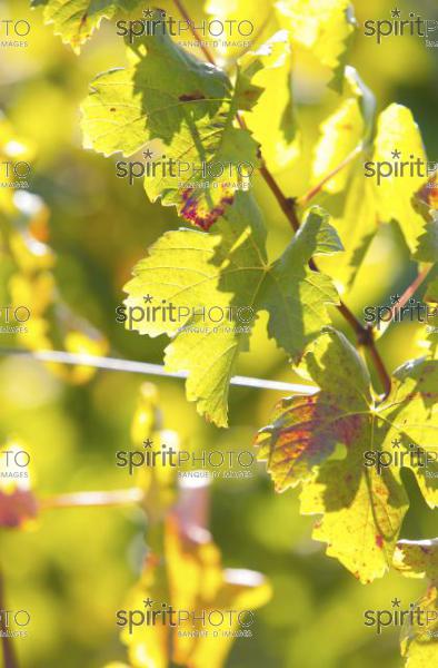 Vins et Vignobles (PHL_00003.jpg)