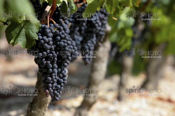 Vins et Vignobles (PHL_00005.jpg)