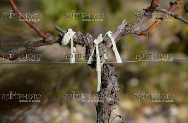 Vins et Vignobles (PHL_00008.jpg)
