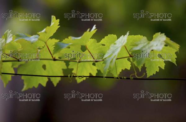 Vins et Vignobles (PHL_00009.jpg)