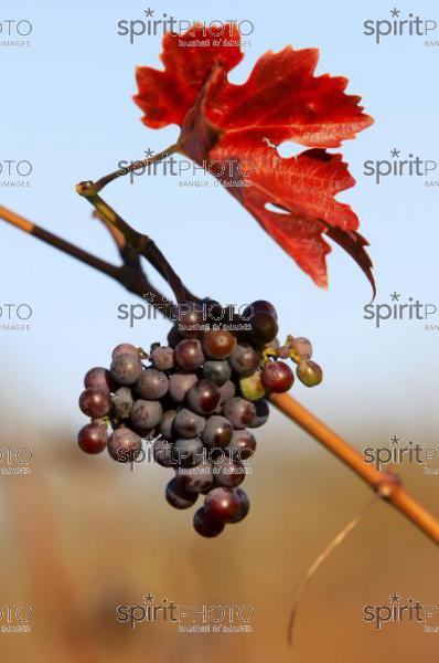 Vins et Vignobles (PHL_00010.jpg)