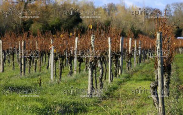 Vins et Vignobles (PHL_00011.jpg)