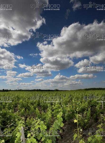Vins et Vignobles (PHL_00013.jpg)
