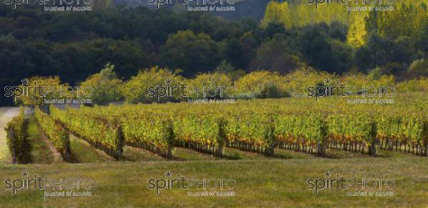 Vins et Vignobles (PHL_00015.jpg)