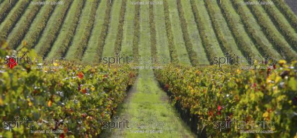 Vins et Vignobles (PHL_00016.jpg)